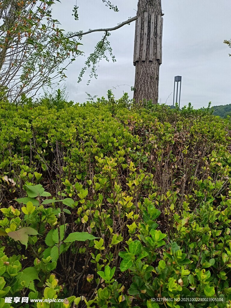 绿植环绕中的高耸建筑