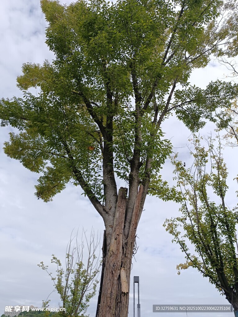 高大挺拔的绿树