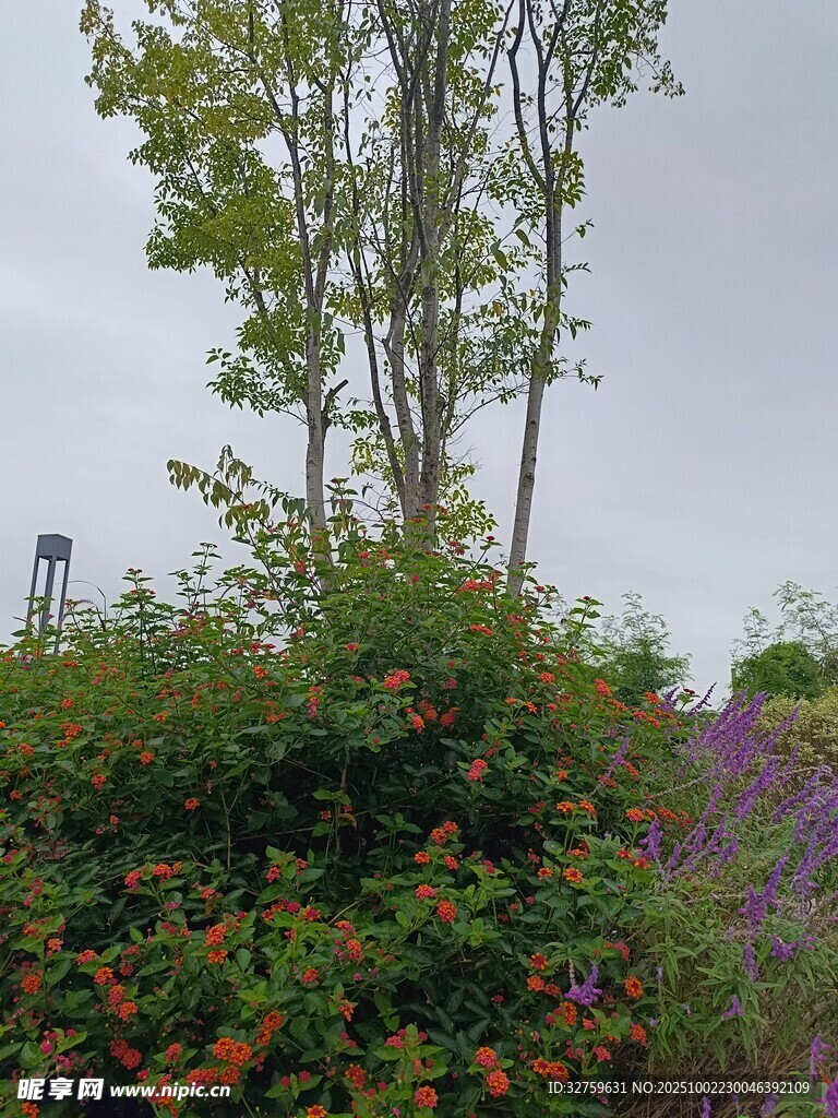 多彩植物景观