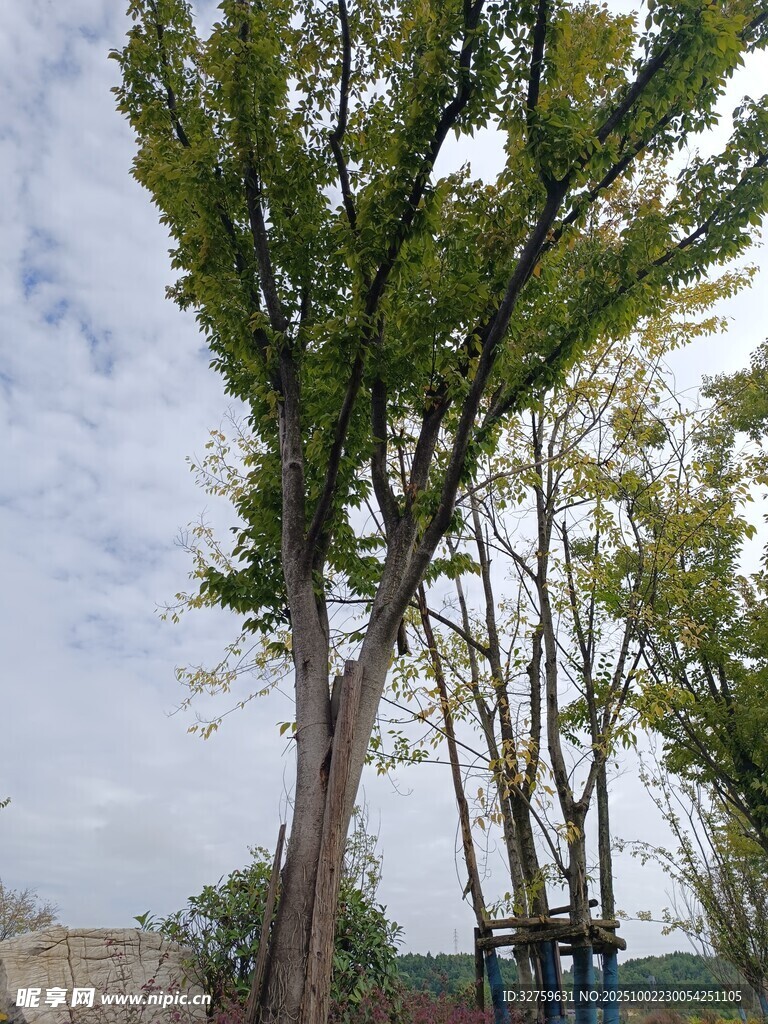 户外挺立的绿树景观