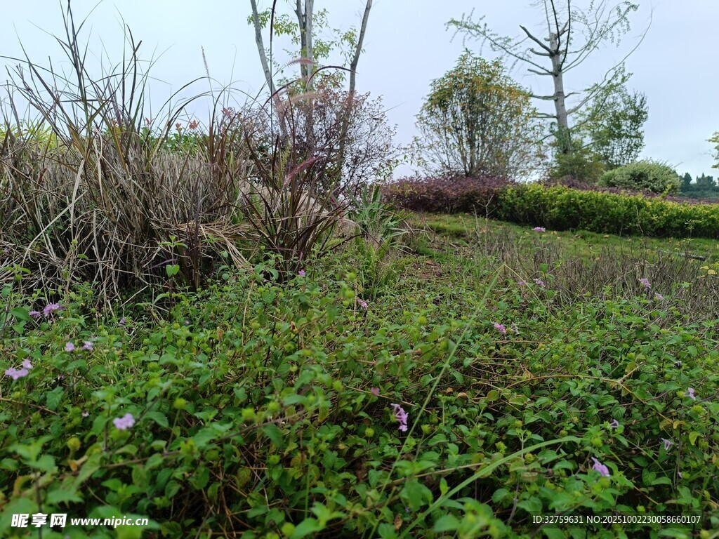 野外繁茂绿植景观