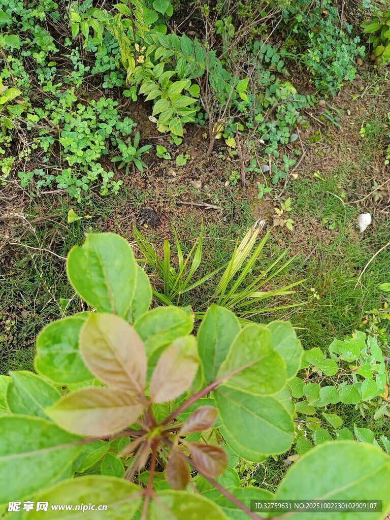绿叶植物近景特写