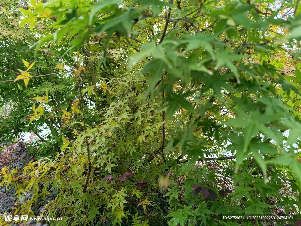 繁茂绿植景观