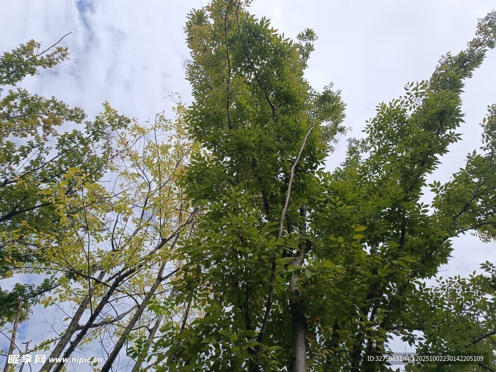 挺拔竹林 