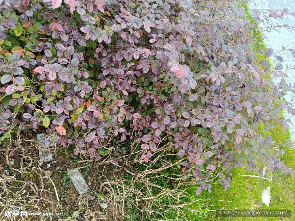 繁花满枝的绚烂植物景观