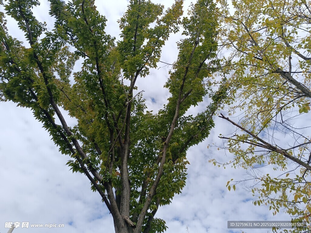 雪覆绿树 