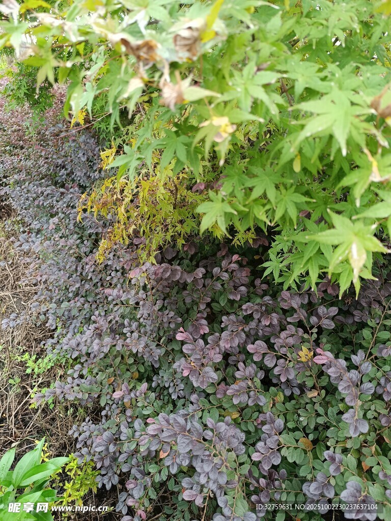 绿叶紫花的自然植物景观