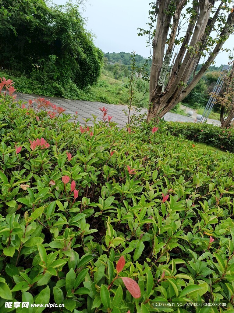 绿意盎然的园林植物景观