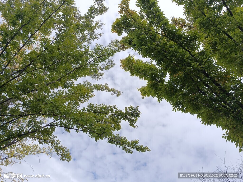 仰视绿树与天空美景