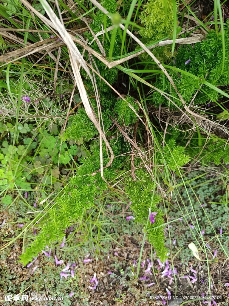 草丛中的紫色小花