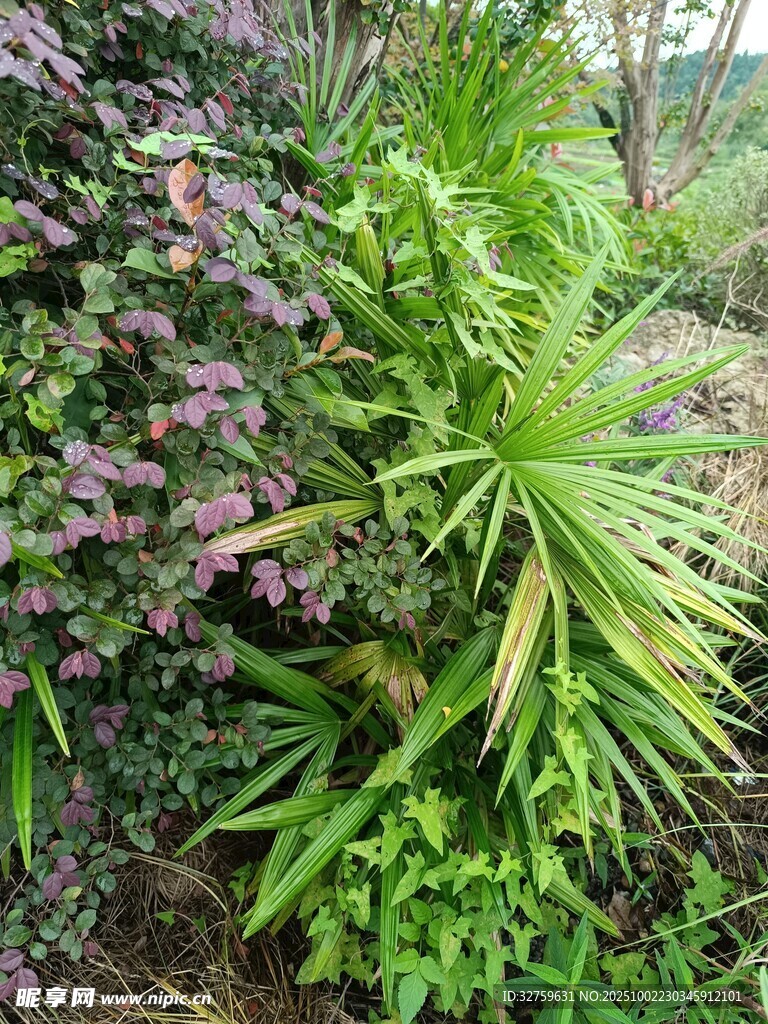 多彩植物景观