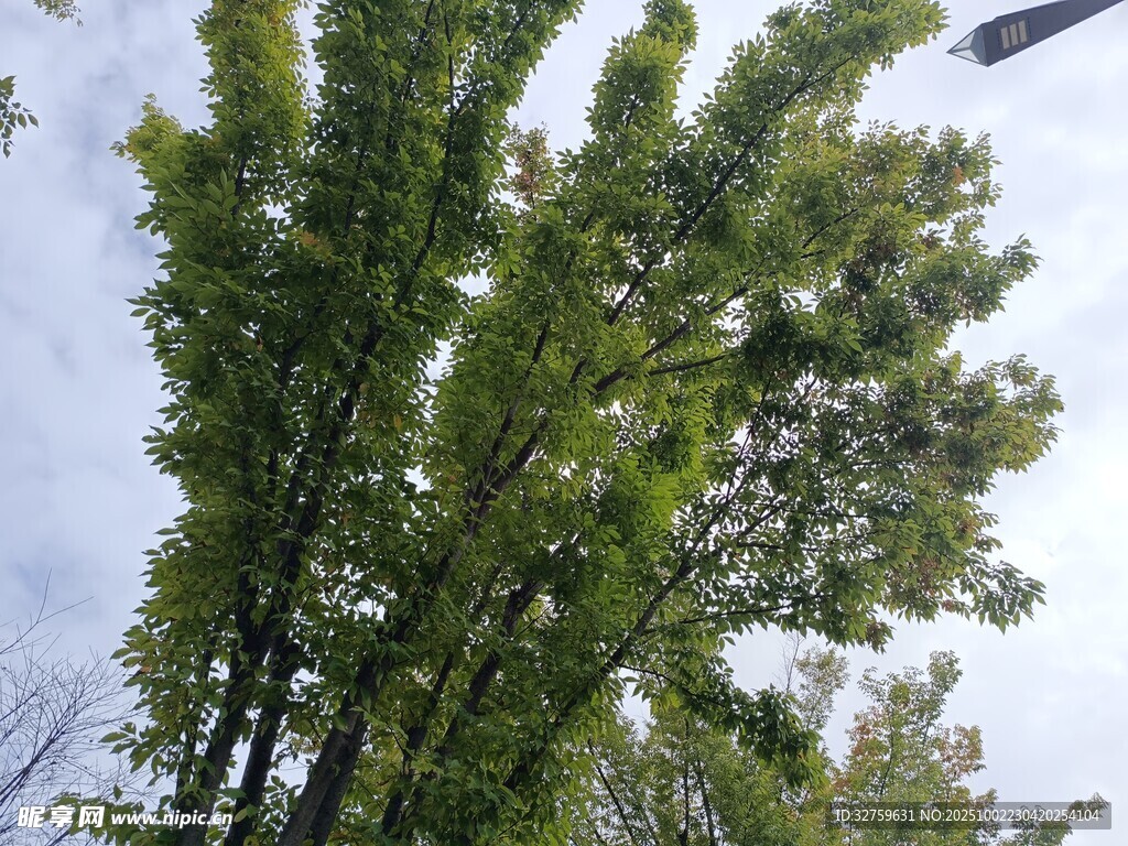 仰视视角下的葱郁绿树