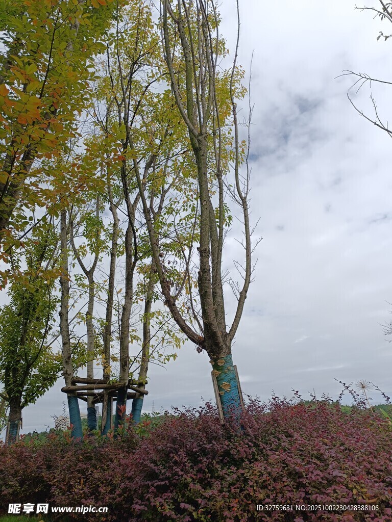 秋日湖畔树木与休憩处