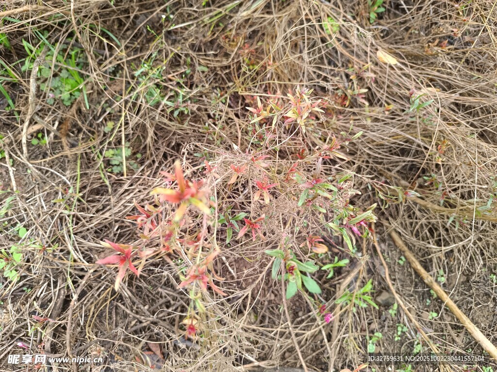 地面上的红色植物残片
