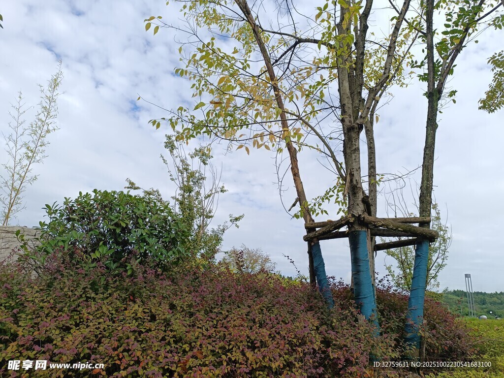 野外树间简易观景平台