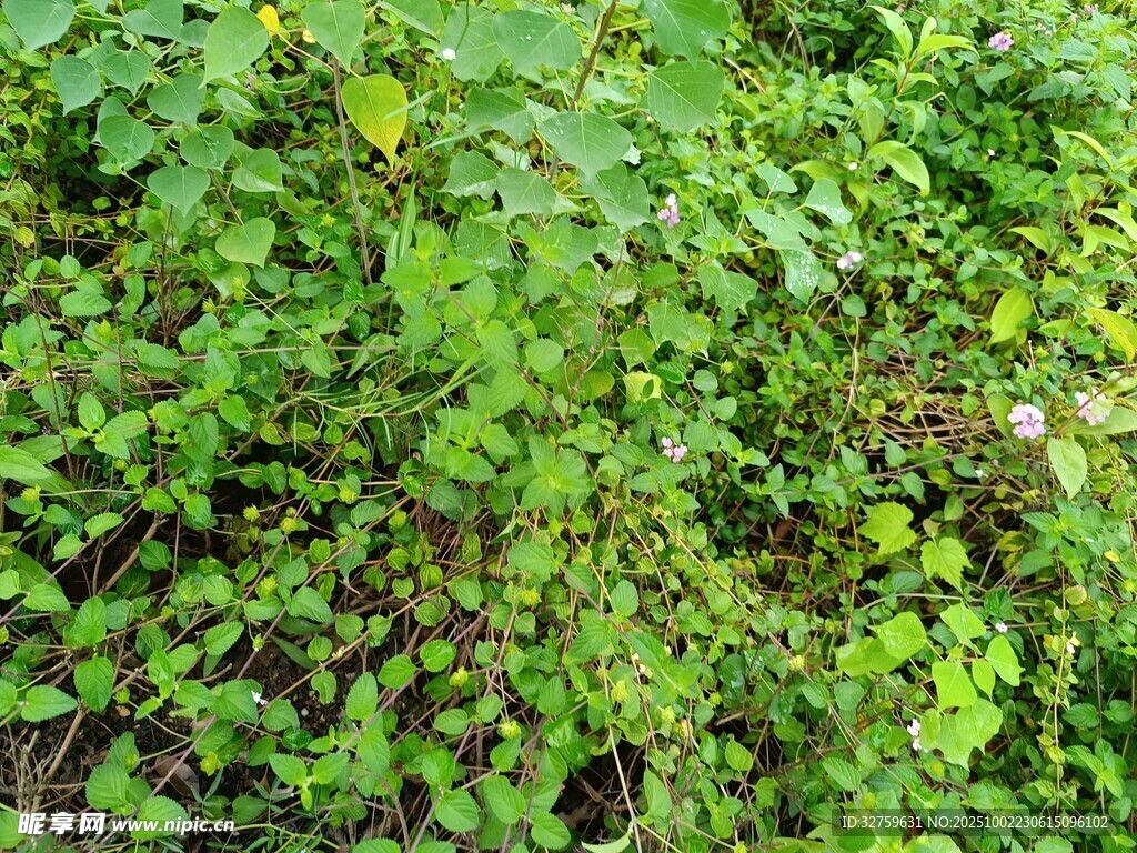 繁茂绿植景观