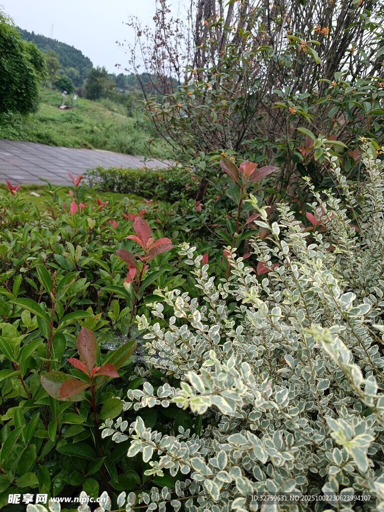 路边多彩繁茂植物景观