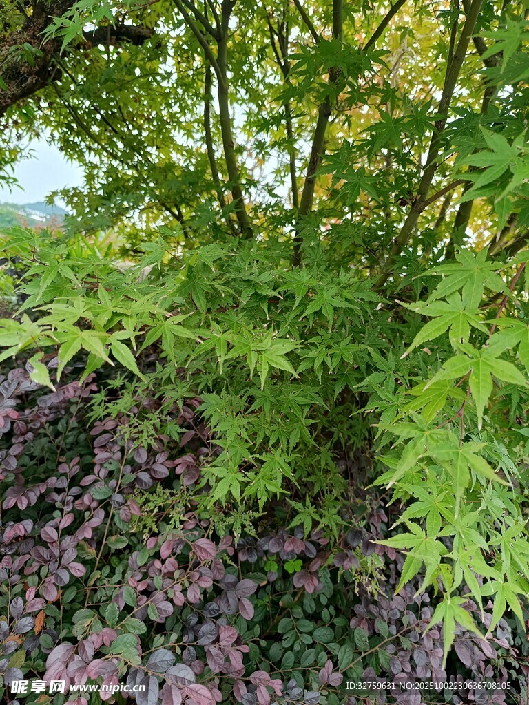 翠绿植物与紫色植被共生