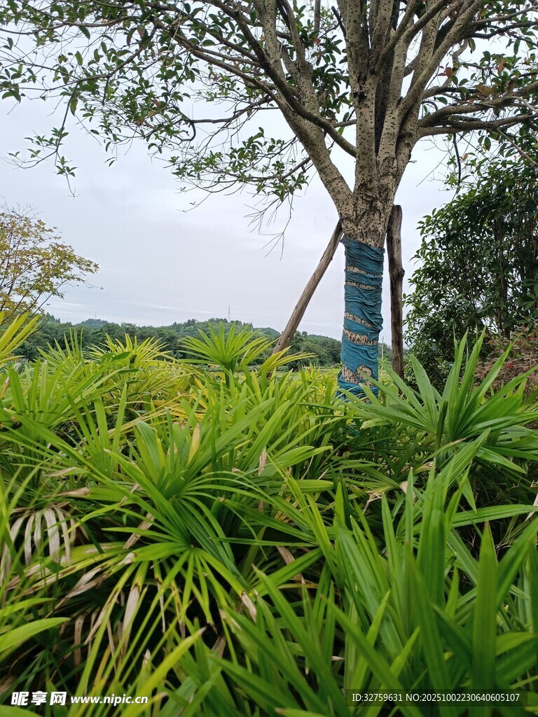绿意盎然的植物与树木景观