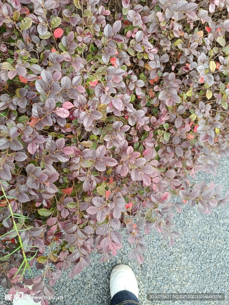 漫步落花间的惬意瞬间