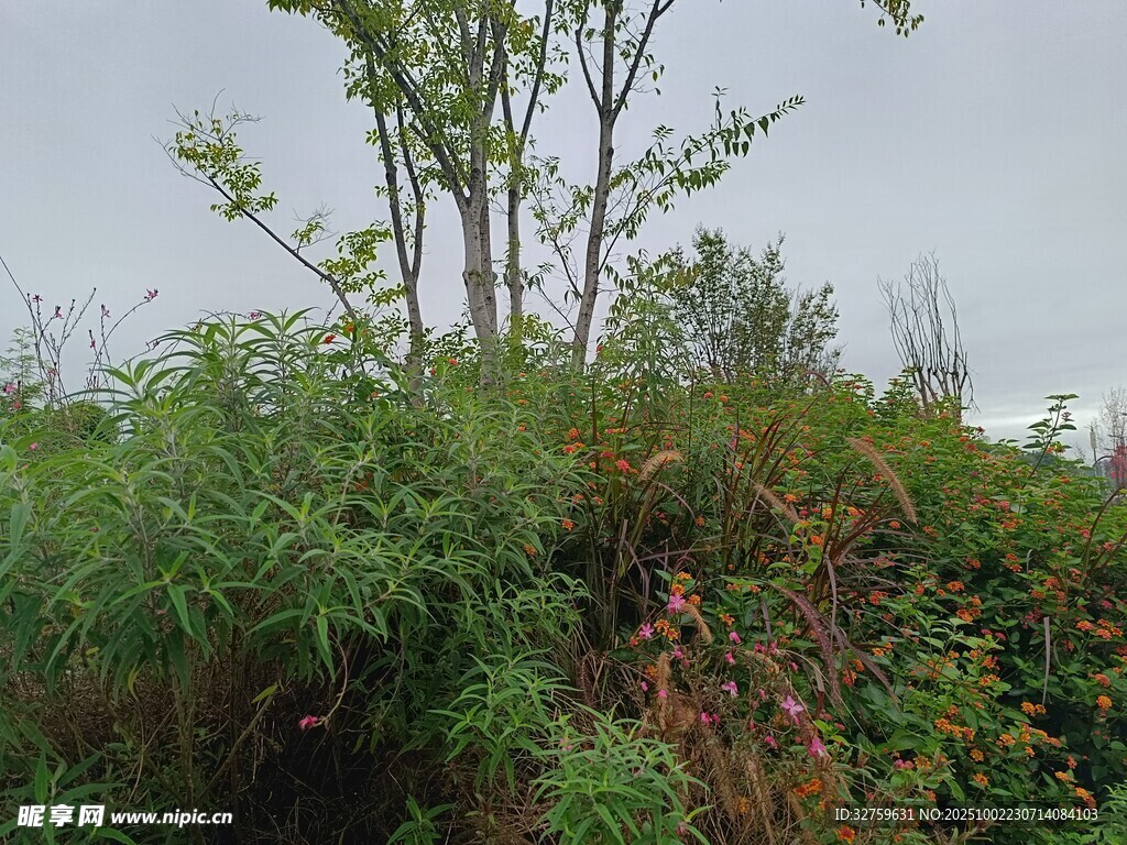 野外繁茂绿植景观