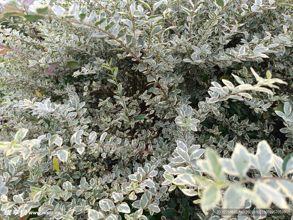 银叶植物特写