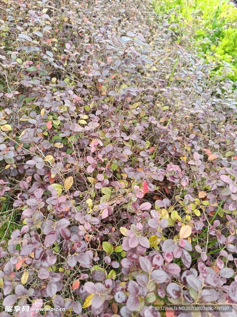 多彩植物叶片地面景观