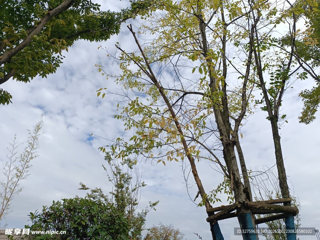 户外树木与蓝天白云景象