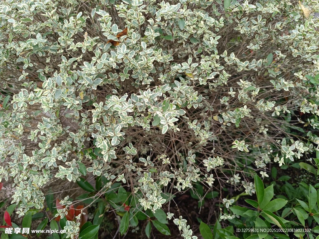 白色繁花植物特写