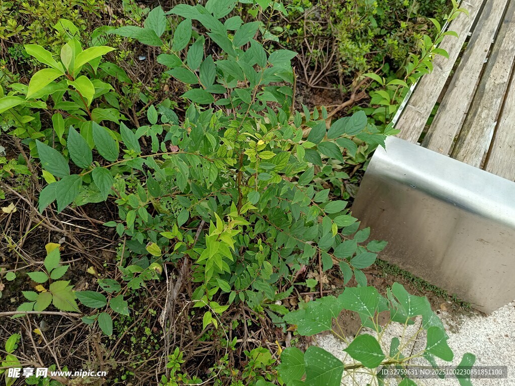 长椅旁的繁茂绿植