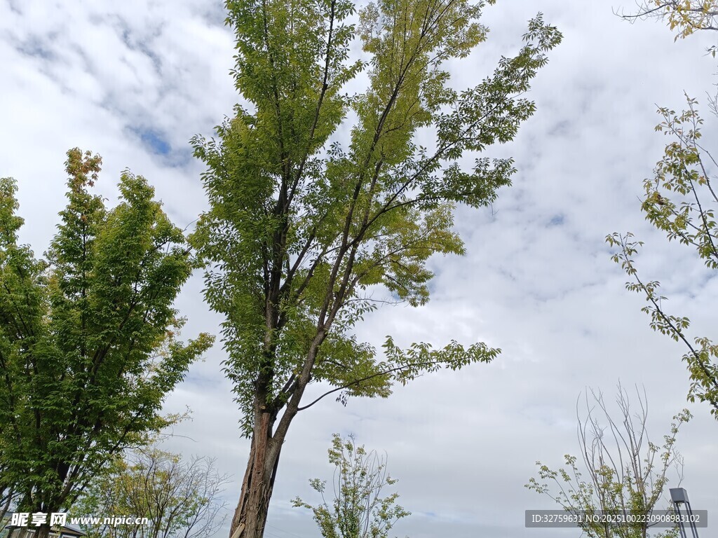 挺拔绿树映衬蓝天白云