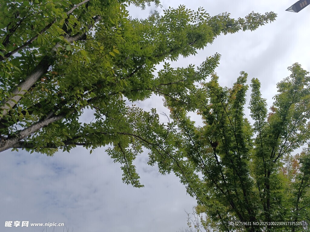 仰视绿树蓝天
