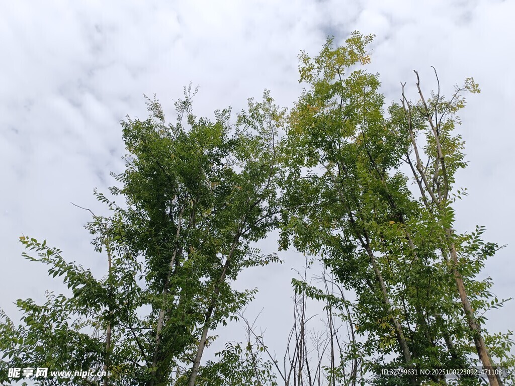绿树映天 