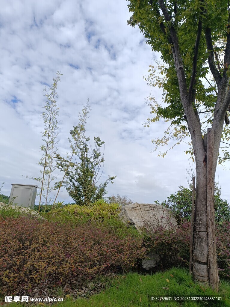 户外绿意盎然的自然景致