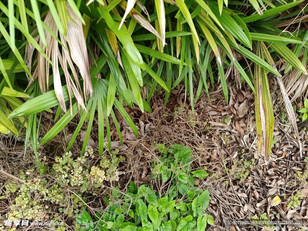 地面绿植与杂草景象