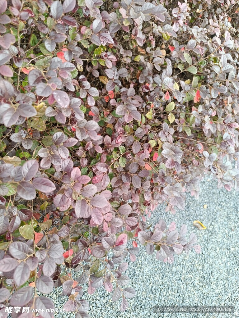 粉色花瓣飘落地面景象