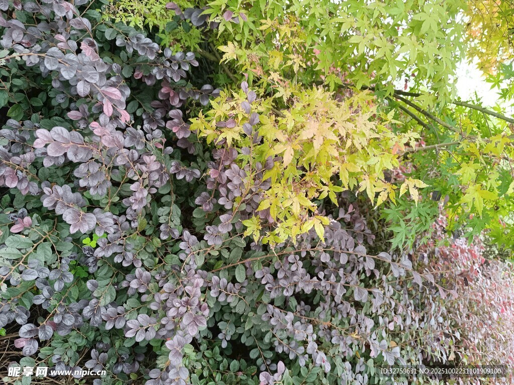 多彩树叶景观