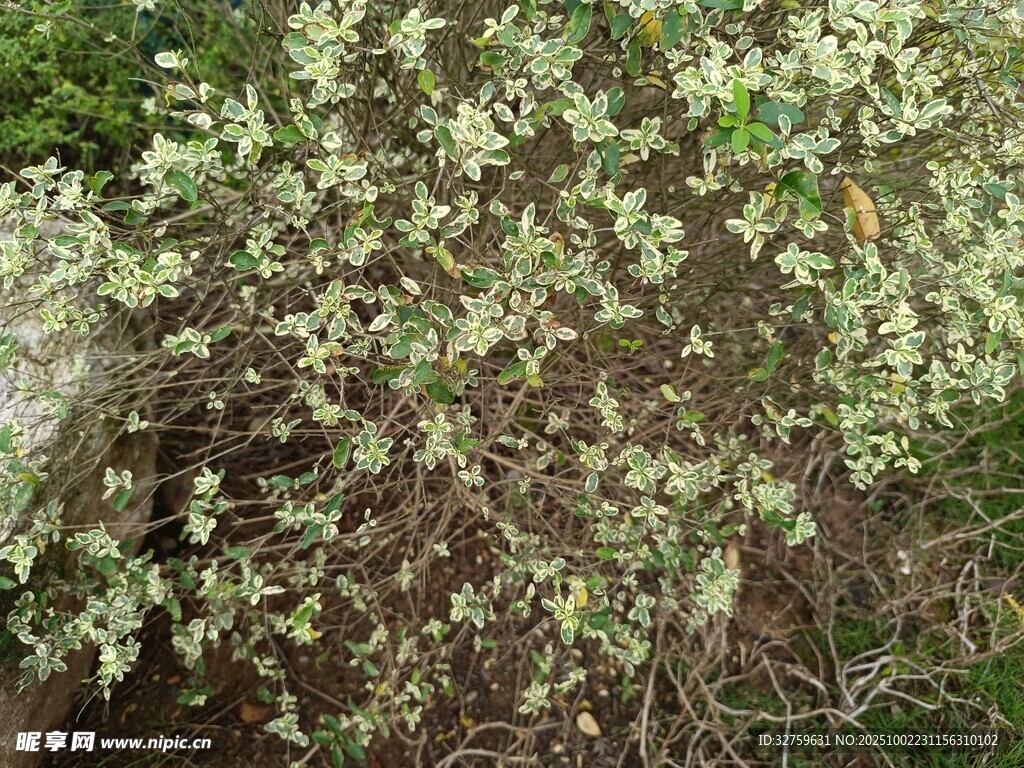 白色小花繁茂的植物
