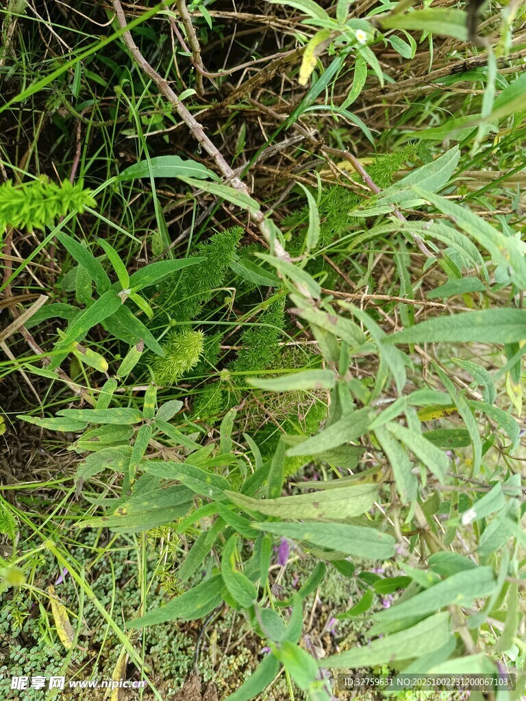 野外丛生的绿色植物