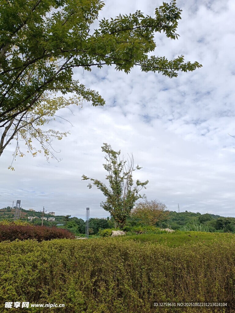 田野绿树风景