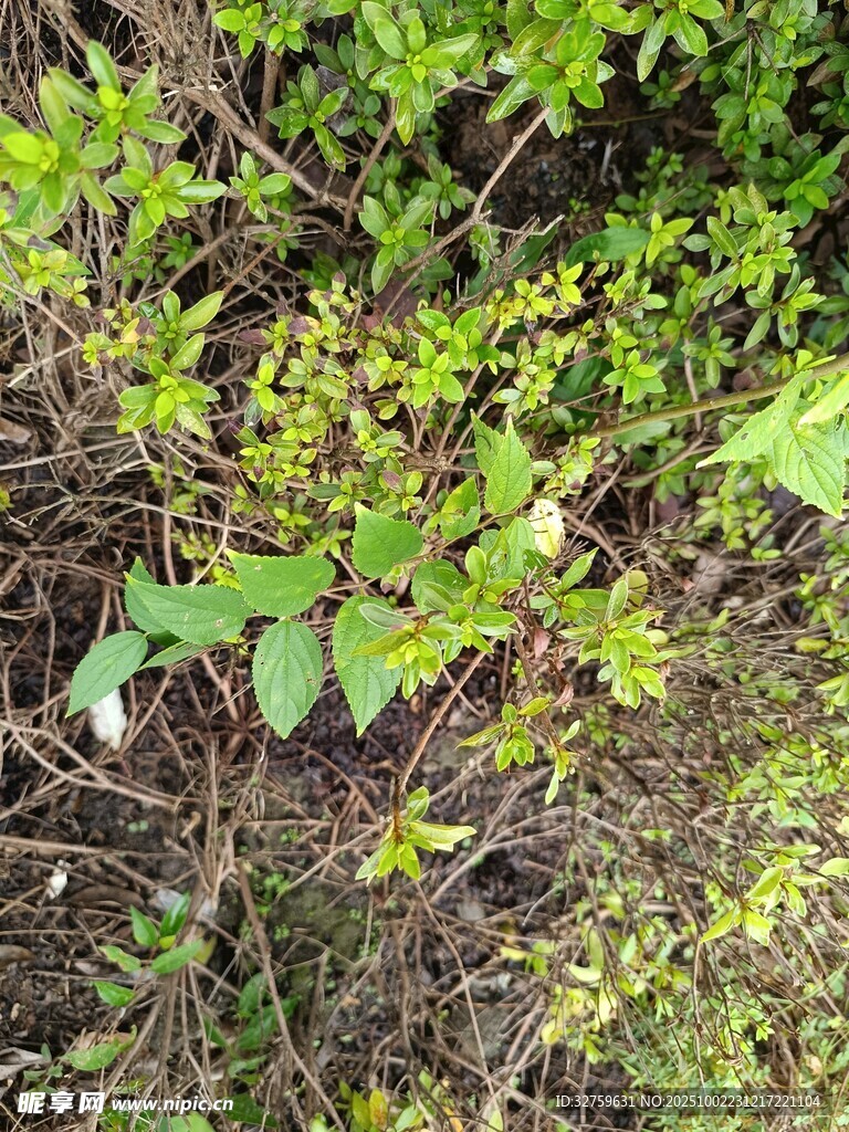 繁茂绿植 