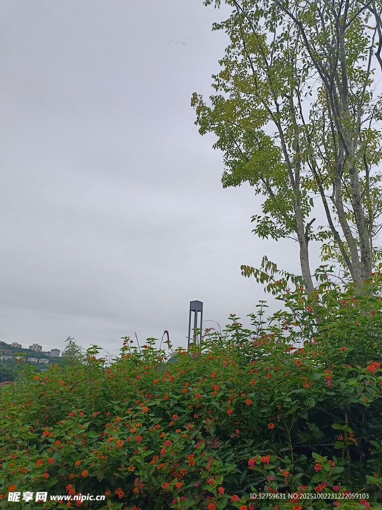 绿树掩映中的远处建筑