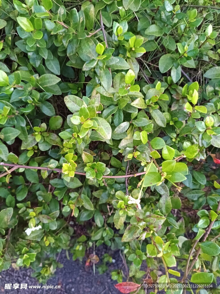 翠绿繁茂的植物景观