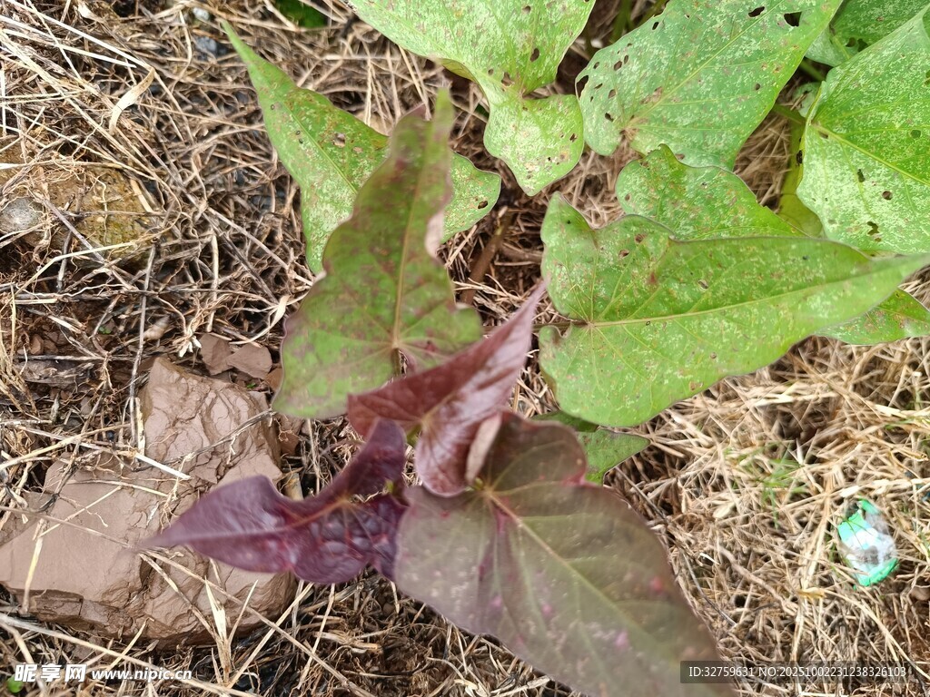 野外生长的紫绿叶植物