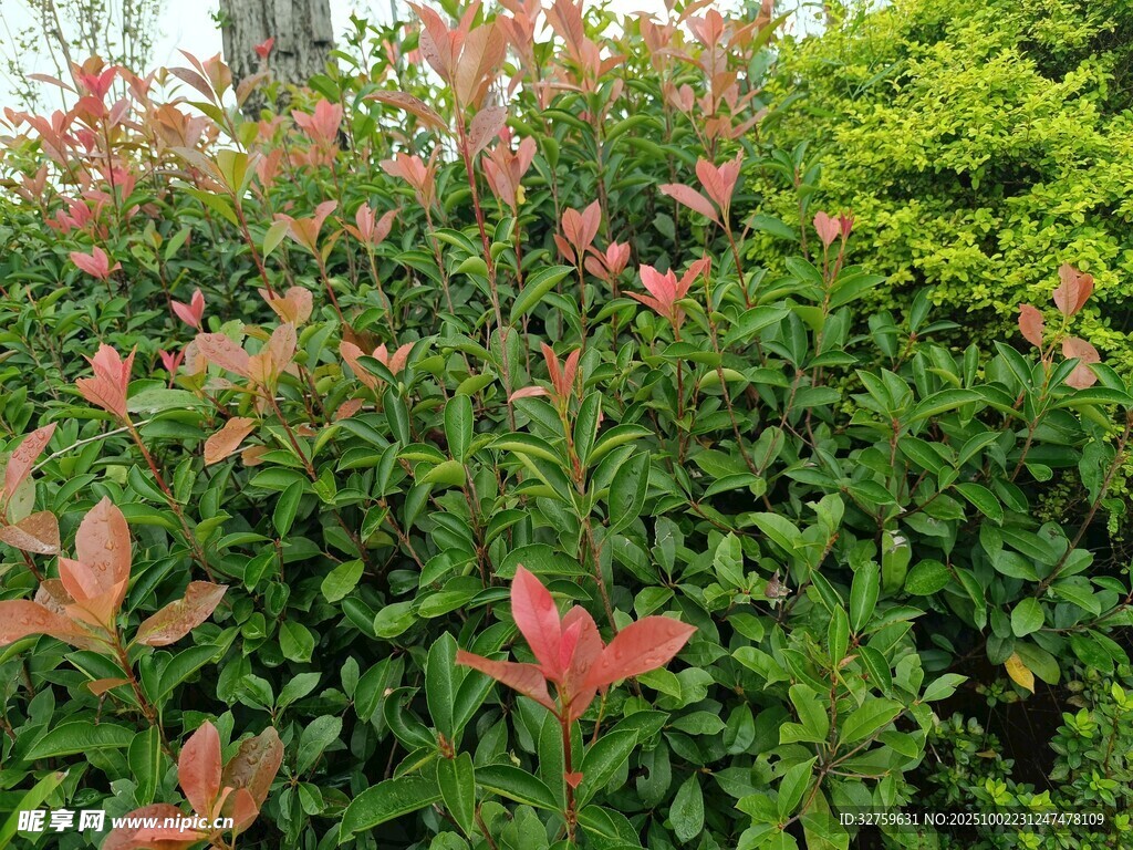 红叶绿植相映成趣