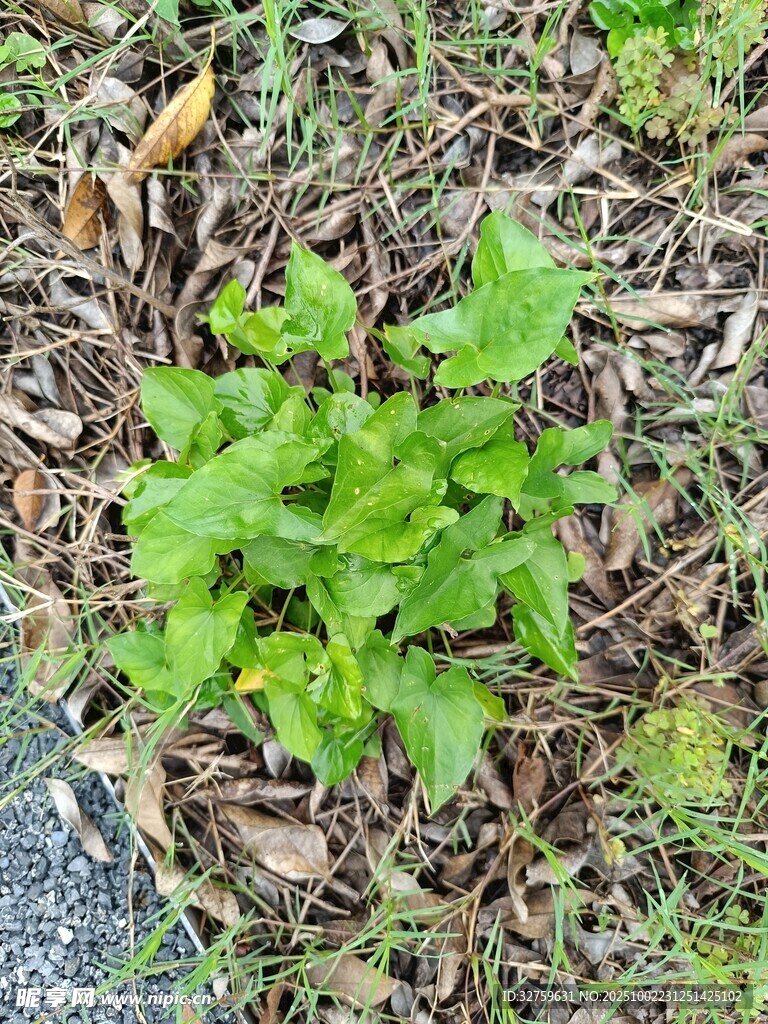 嫩绿植物生长于土地间