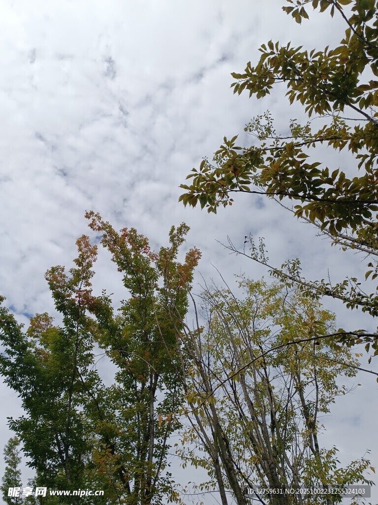 秋日树梢与阴沉天空