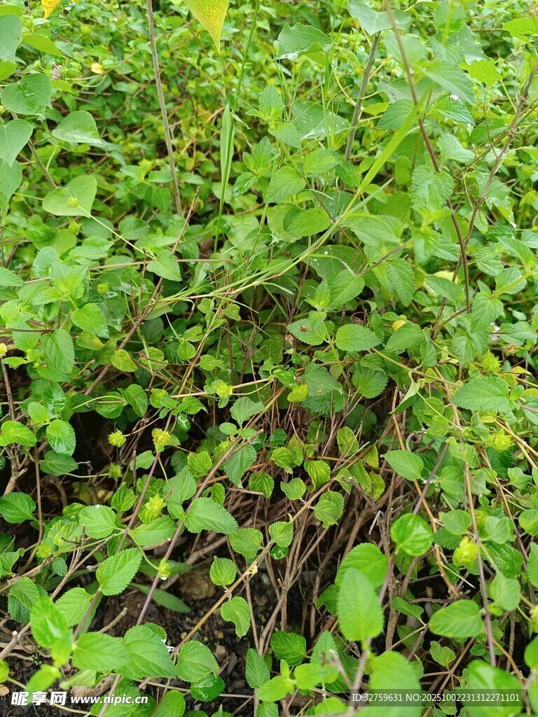 繁茂绿植景观