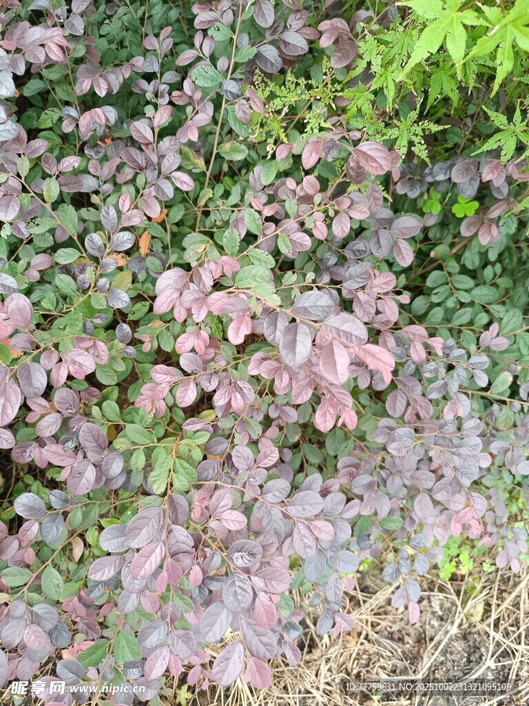 紫叶小檗植物景观