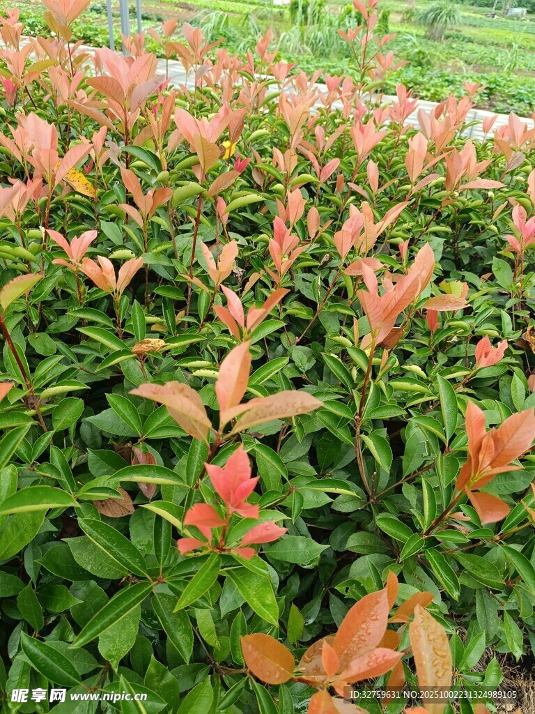 色彩斑斓的彩叶植物景观